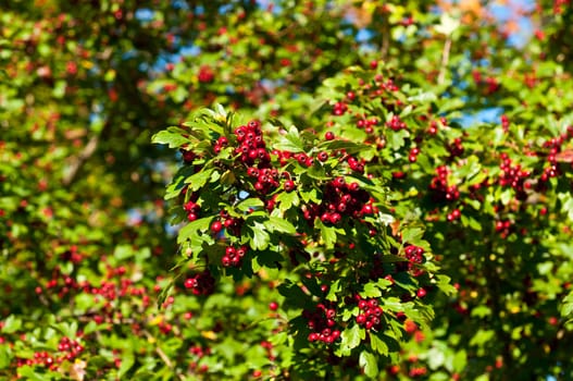 Red berries on the tree. Green bush with clusters of red berries.