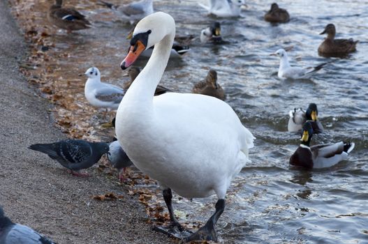 High resolution image. Ducks and swans on the bank of lake.