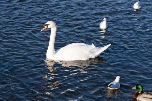 High resolution image. The swan floats on lake. White swan.