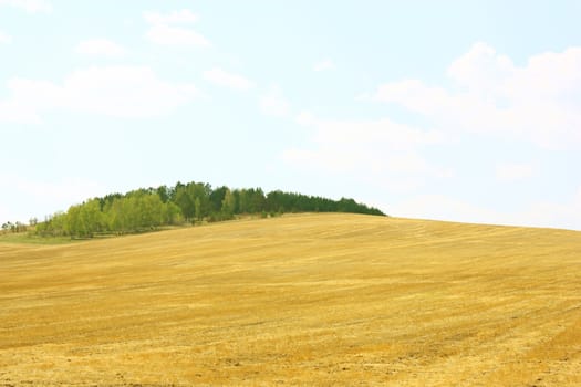 Autumn landscape. Yellow field and blue sky.