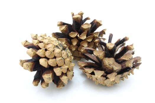 Pine cones lie on a white background dry and brown
