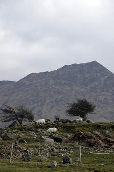 mountain sheep in kerry ireland