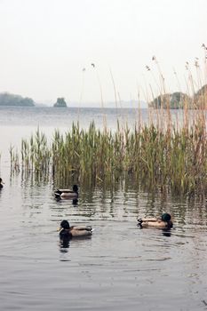 ducks swimming in a lake