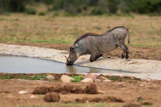 Ugly warthog on its knees drinking water