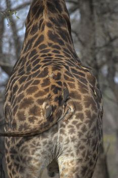 Giraffe rear end with oxpeckers on it