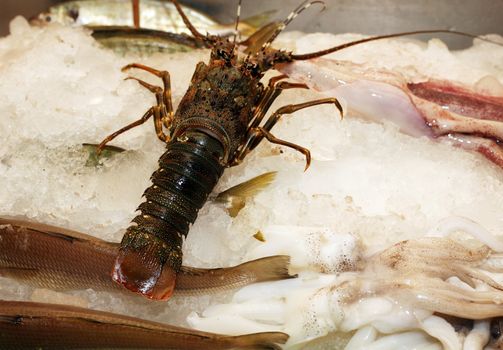 The tropical lobster is in a show-window of shop