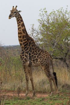 Giraffe in the African bush with Oxpeckers on it