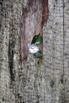 flower against the tree bark