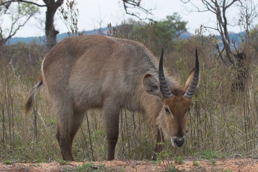 Waterbuck feeding in the Kruger National Park