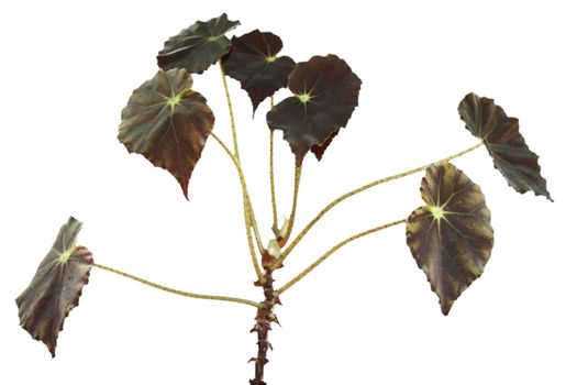 a cutout of an indoor spider plant