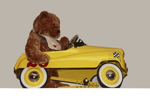 a bear taking a drive