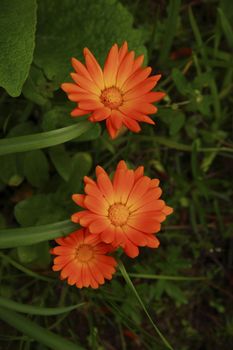 flowers out in the wild