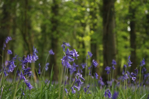 a wood full of bluebells