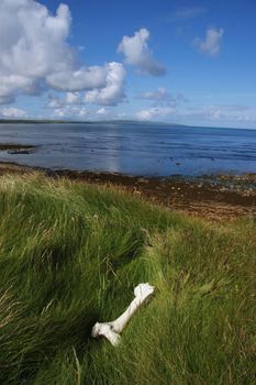 a bone on the grass