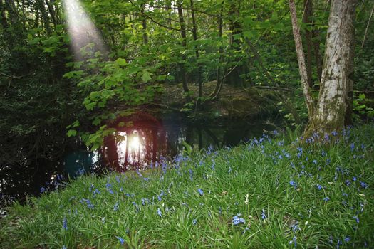 a wood full of bluebells