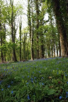 a wood full of bluebells