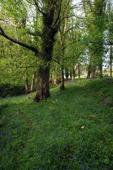 a wood full of bluebells