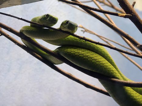 snakes hanging out in the branches