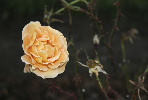 close up of a cream rose