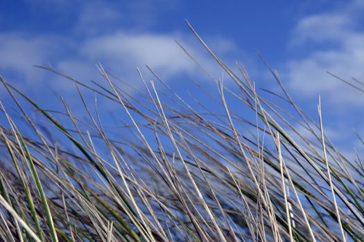 tall grass on irelands coast