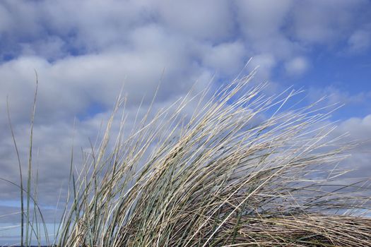 tall grass on irelands coast