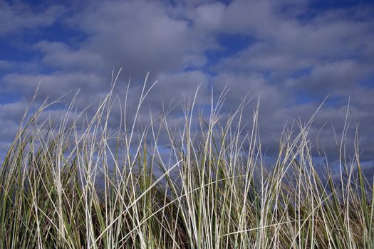 tall grass west coast of ireland