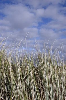 west coast tall grass