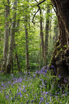 a wood full of bluebells