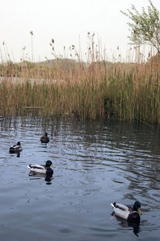 ducks swimming in a lake