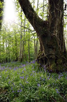 a wood full of bluebells