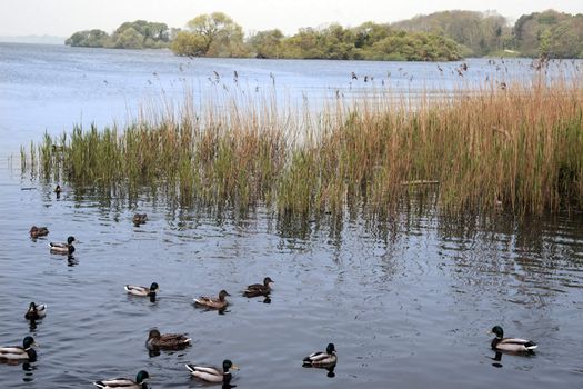 ducks swimming in a lake