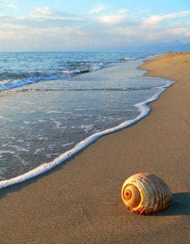 a shell on the beach