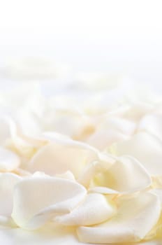 Abstract background of fresh white rose petals
