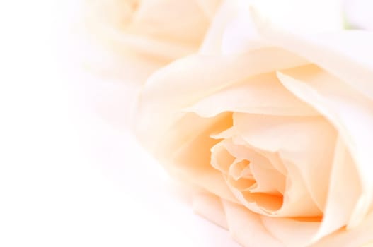 Macro of two delicate high key beige roses on white background