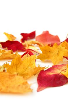 Dry colorful autumn leaves on white background