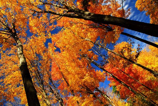 Fall maple trees glowing in sunshine with blue sky background