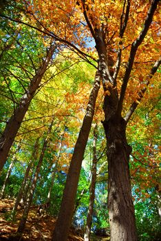 Colorful fall forest on a warm autumn day