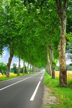 Country road lined with sycamore trees in southern France