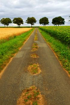 Road in rural France with wheat and sunflower fields