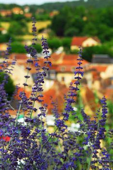 Red rooftops of medieval houses in Sarlat (Dordogne region, France) with blue flowers in foreground