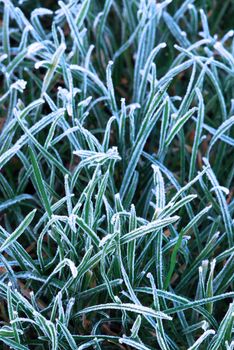 Background of frosty grass blades on a cold fall morning