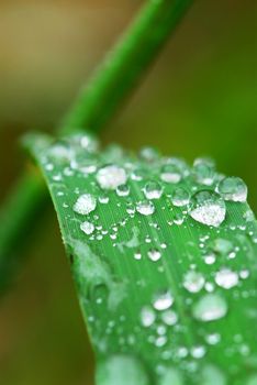 Big water drops on a green grass blade, macro