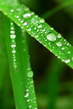 Big water drops on green grass blades, macro