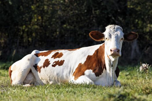 white and brown cow lying on the green meadow 