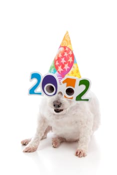 A funny white dog with comical 2012 glasses and wearing a colourful party hat to celebrate New Year 2012.  White background.