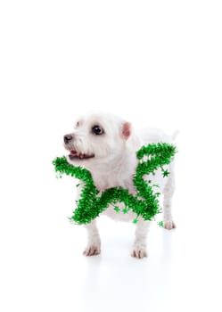 Cute pet dog wearing a green tinsel star around the neck.  Looking up with space for your message.  White background.