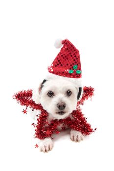 A cute maltese terrier lying down with a red tinsel Christmas star and santa hat.