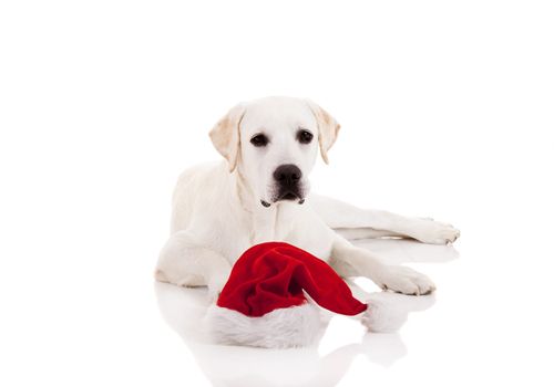 Portrait of a Labrador retriever with a Santa hat isolated on white background