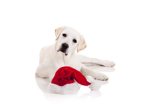Portrait of a Labrador retriever with a Santa hat isolated on white background