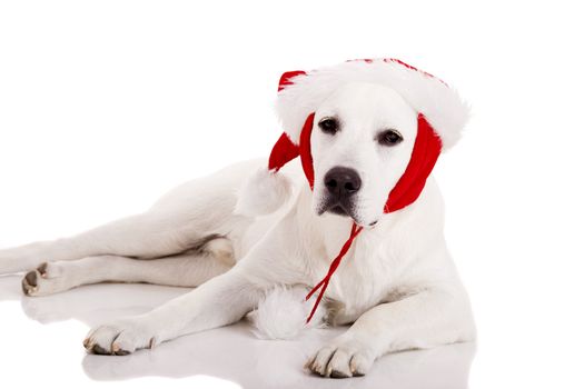 Portrait of a Labrador retriever with a Santa hat isolated on white background